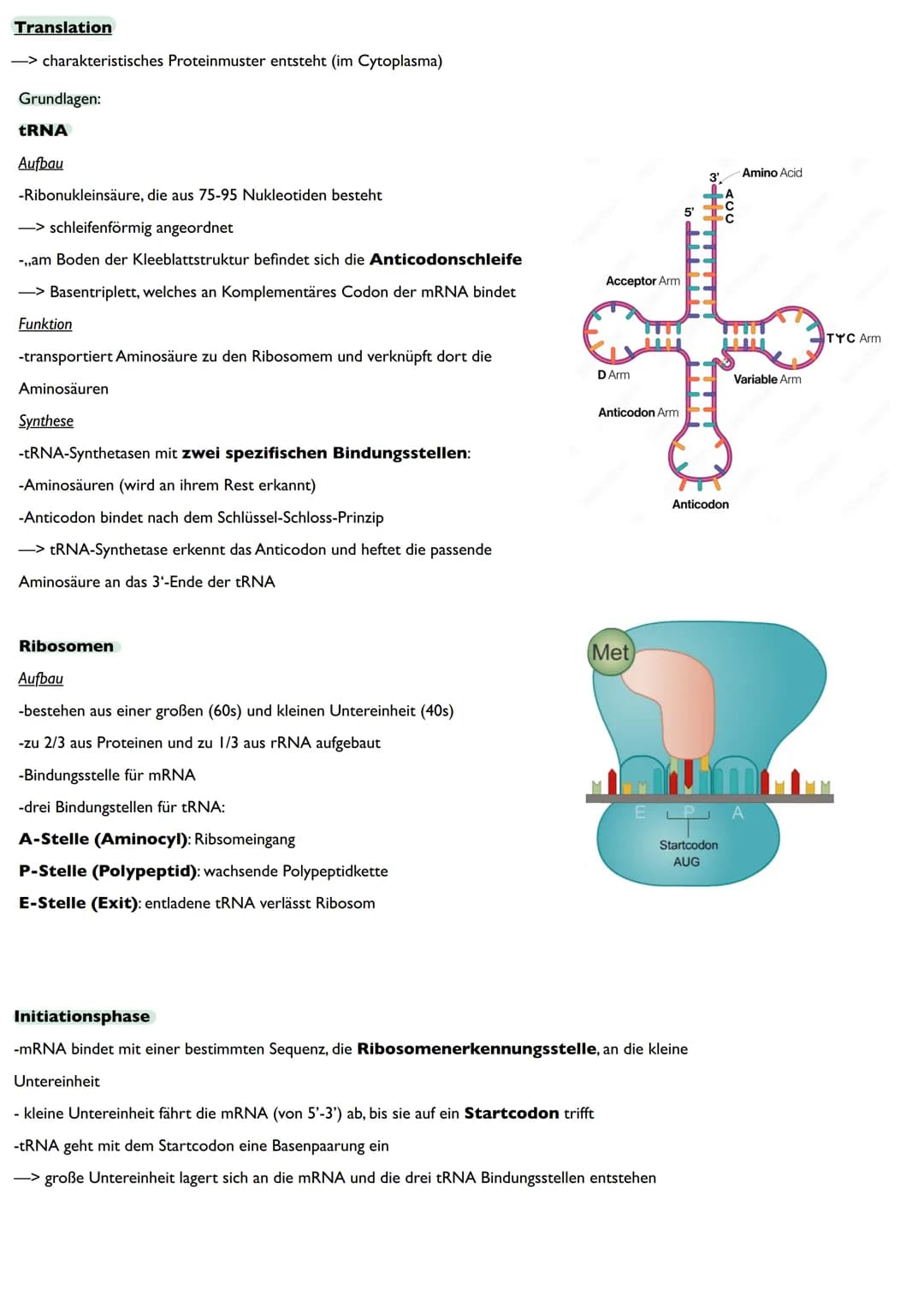 Abitur
Biologie
0² Von der DNA zum Protein
Aufbau der DNA
Desoxyribonukleinsäure (DNS)
Träger der Erbinformation
enthält Informationen einer