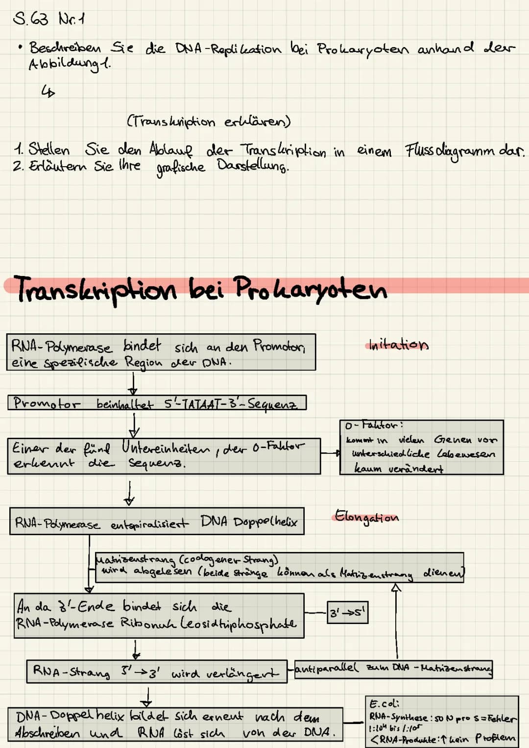 Transkription bei Prokaryoten
