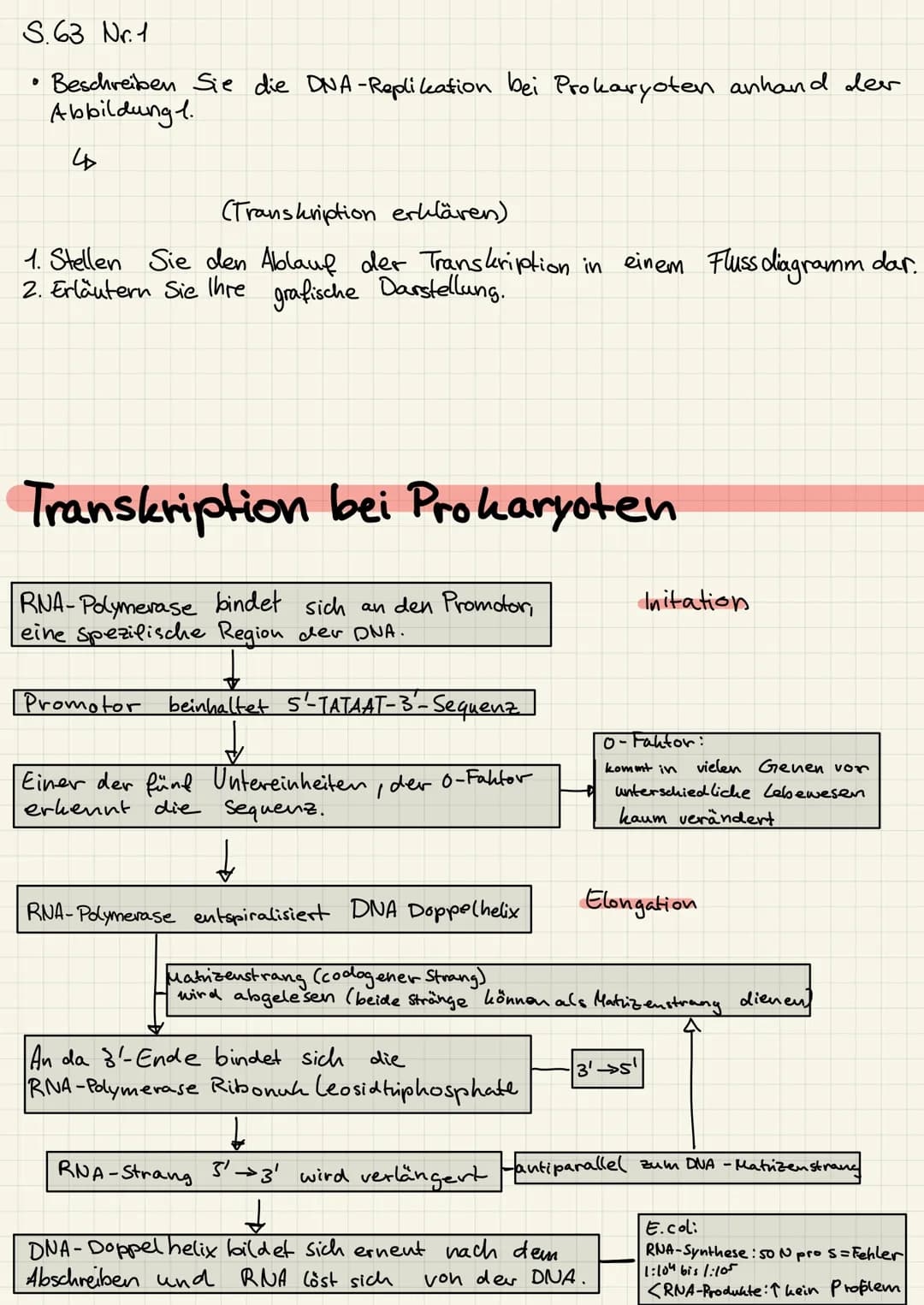 S. 63 Nr. 1
Beschreiben Sie die DNA-Replikation bei Prokaryoten anhand der
Abbildung 1.
4
(Transkription erklären)
1. Stellen Sie den Ablauf
