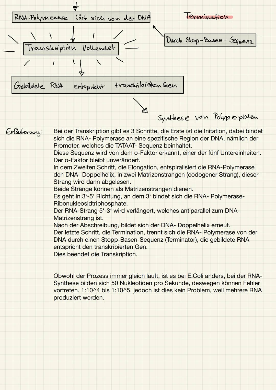 S. 63 Nr. 1
Beschreiben Sie die DNA-Replikation bei Prokaryoten anhand der
Abbildung 1.
4
(Transkription erklären)
1. Stellen Sie den Ablauf
