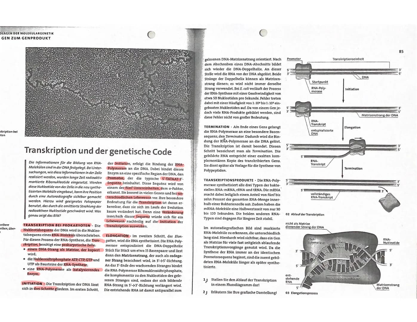 S. 63 Nr. 1
Beschreiben Sie die DNA-Replikation bei Prokaryoten anhand der
Abbildung 1.
4
(Transkription erklären)
1. Stellen Sie den Ablauf
