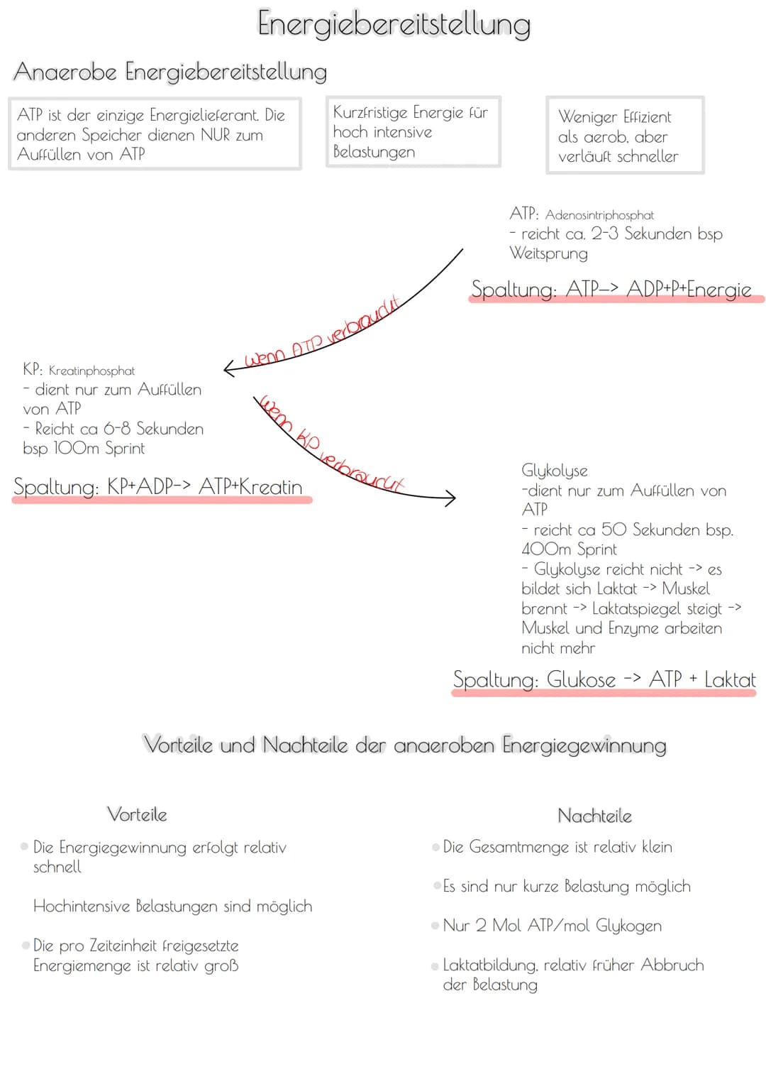 Energiebereitstellung
Anaerobe Energiebereitstellung
ATP ist der einzige Energielieferant. Die
anderen Speicher dienen NUR zum
Auffüllen von