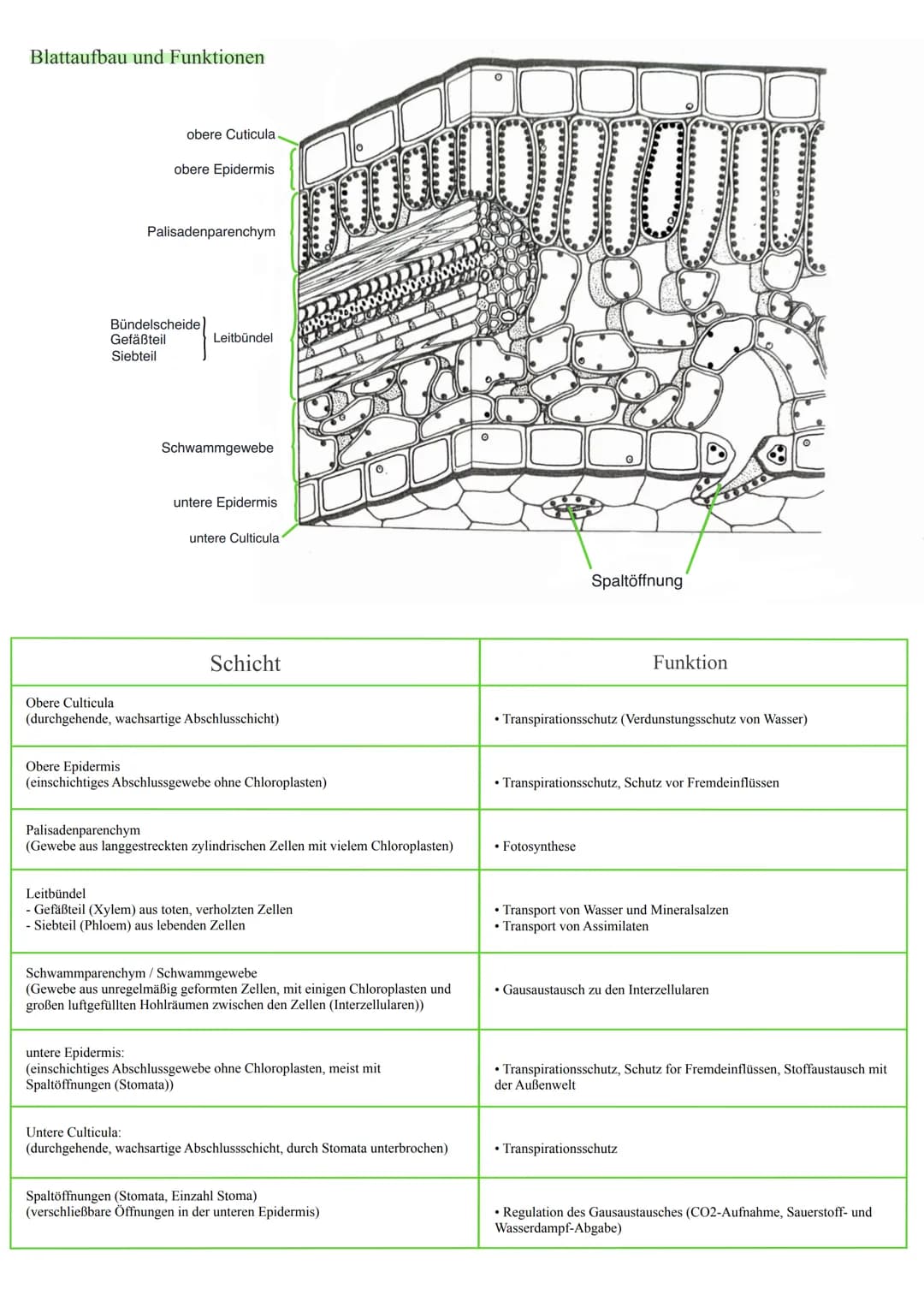 Blattaufbau und Funktionen
obere Cuticula
obere Epidermis
Palisadenparenchym
Bündelscheide
Gefäßteil
Siebteil
Leitbündel
Schwammgewebe
unter