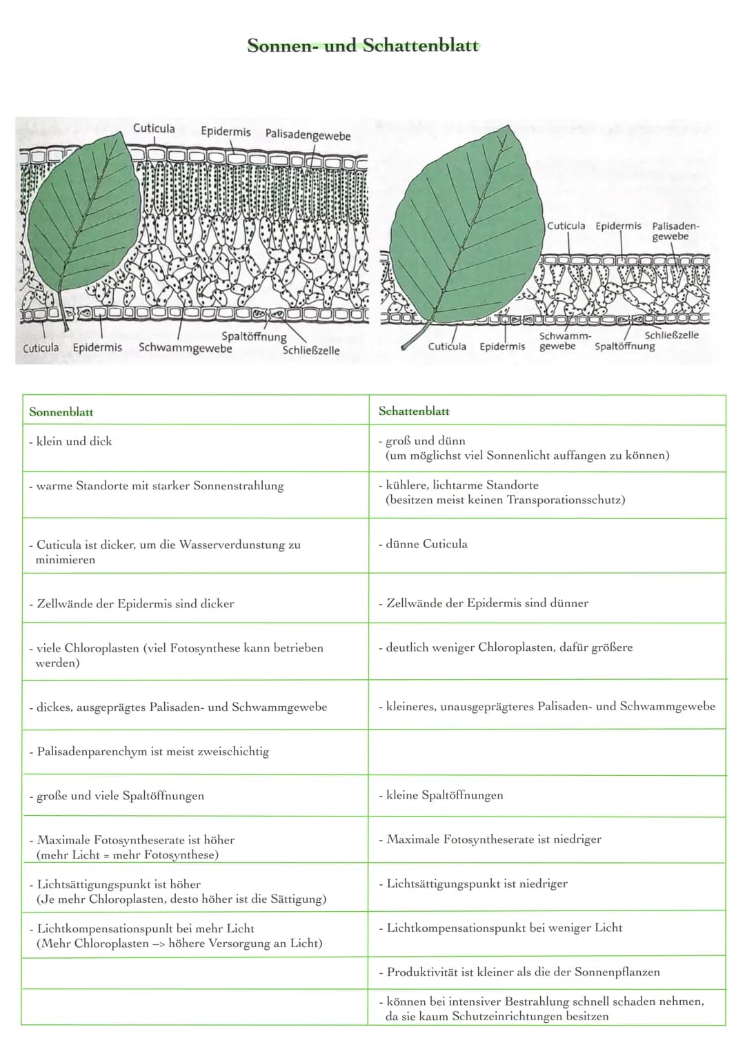 Blattaufbau und Funktionen
obere Cuticula
obere Epidermis
Palisadenparenchym
Bündelscheide
Gefäßteil
Siebteil
Leitbündel
Schwammgewebe
unter
