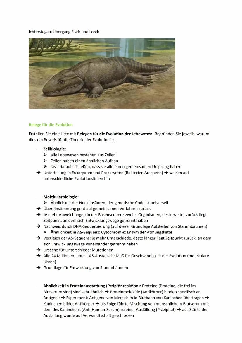 1. Die Synthetische Evolutionstheorie
1.1. Artenvielfalt
Morphologischer Artbegriff:
➜Gruppe von Individuen, die in wesentlichen Merkmalen ü