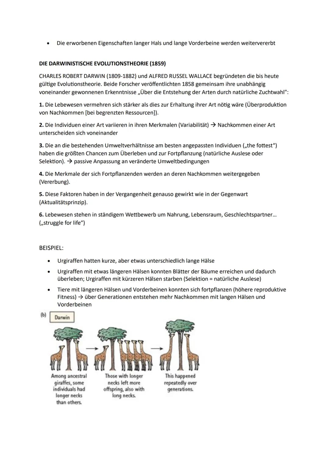 1. Die Synthetische Evolutionstheorie
1.1. Artenvielfalt
Morphologischer Artbegriff:
➜Gruppe von Individuen, die in wesentlichen Merkmalen ü