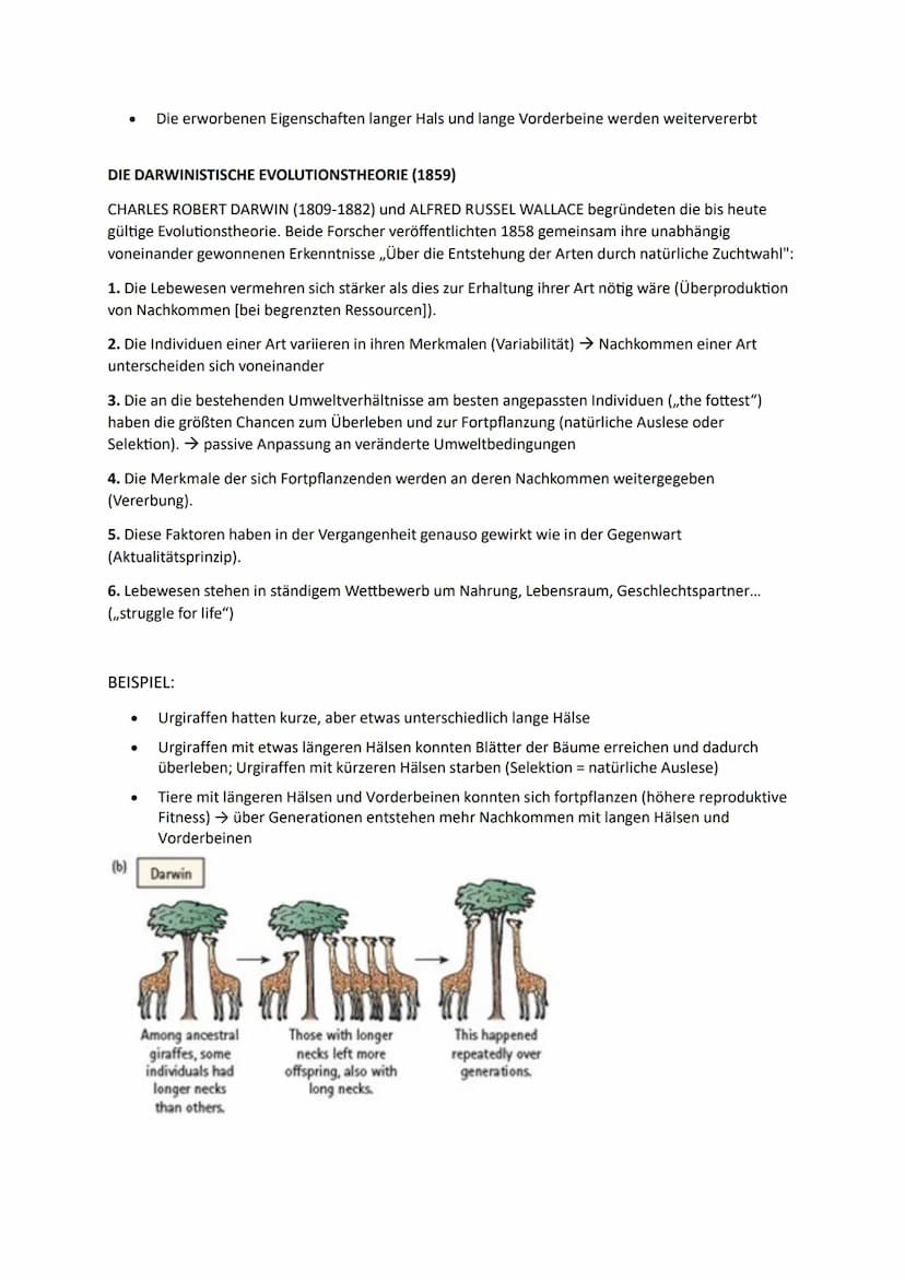 1. Die Synthetische Evolutionstheorie
1.1. Artenvielfalt
Morphologischer Artbegriff:
➜Gruppe von Individuen, die in wesentlichen Merkmalen ü