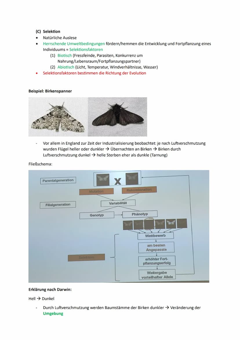 1. Die Synthetische Evolutionstheorie
1.1. Artenvielfalt
Morphologischer Artbegriff:
➜Gruppe von Individuen, die in wesentlichen Merkmalen ü