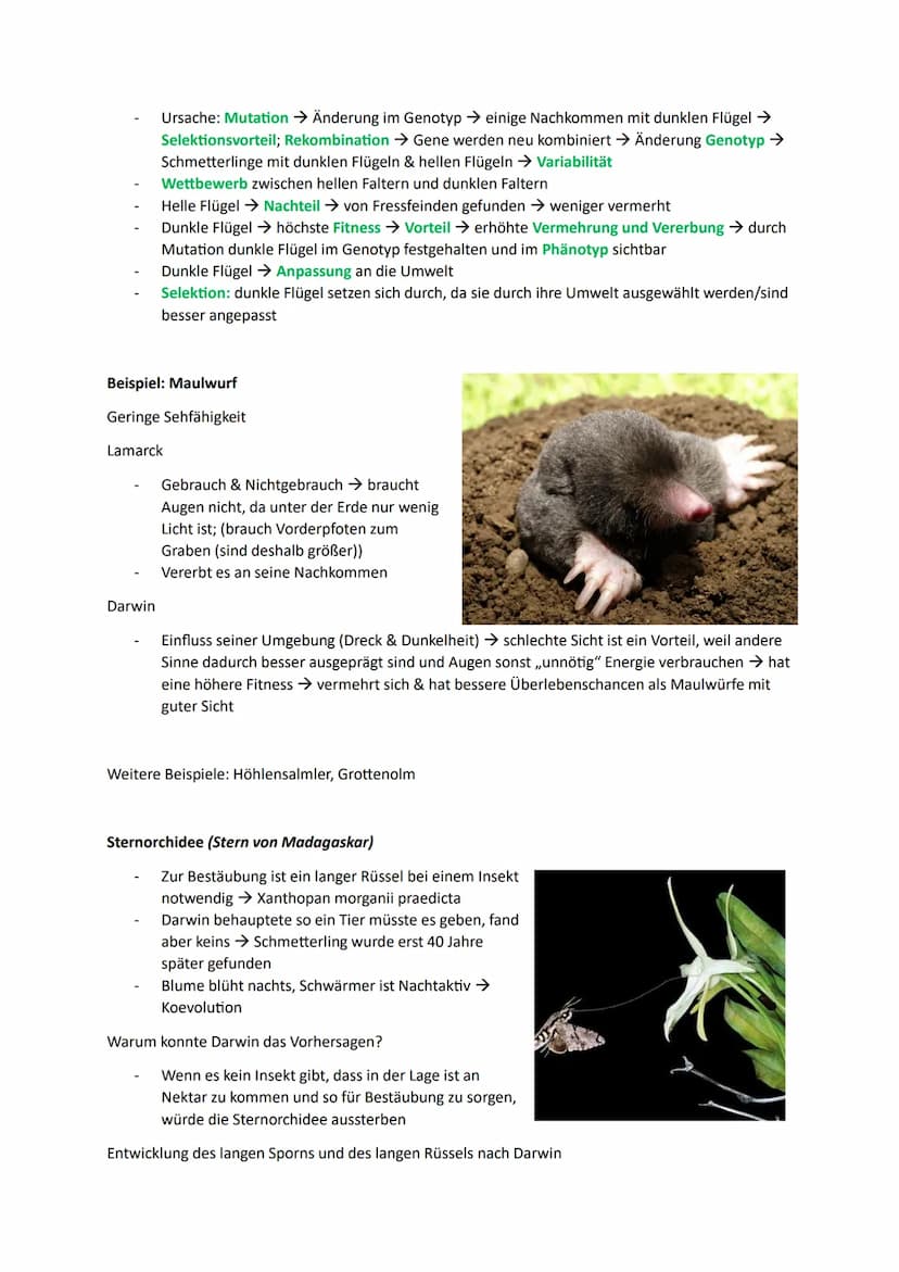 1. Die Synthetische Evolutionstheorie
1.1. Artenvielfalt
Morphologischer Artbegriff:
➜Gruppe von Individuen, die in wesentlichen Merkmalen ü