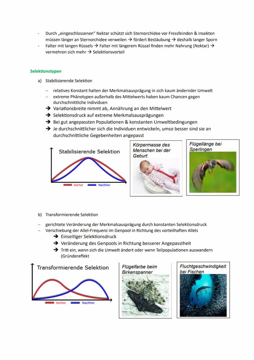 1. Die Synthetische Evolutionstheorie
1.1. Artenvielfalt
Morphologischer Artbegriff:
➜Gruppe von Individuen, die in wesentlichen Merkmalen ü