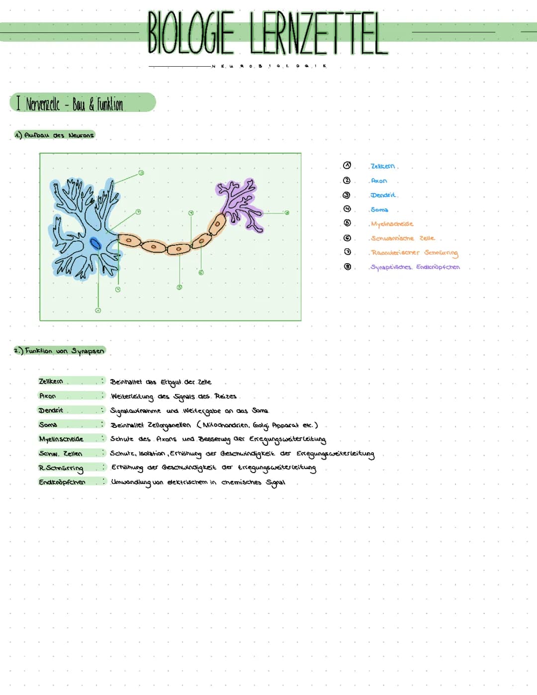 Neurobiologie (Nervenzellen, Synapsen, Ruhe-und Aktionspotential, Nervengifte)