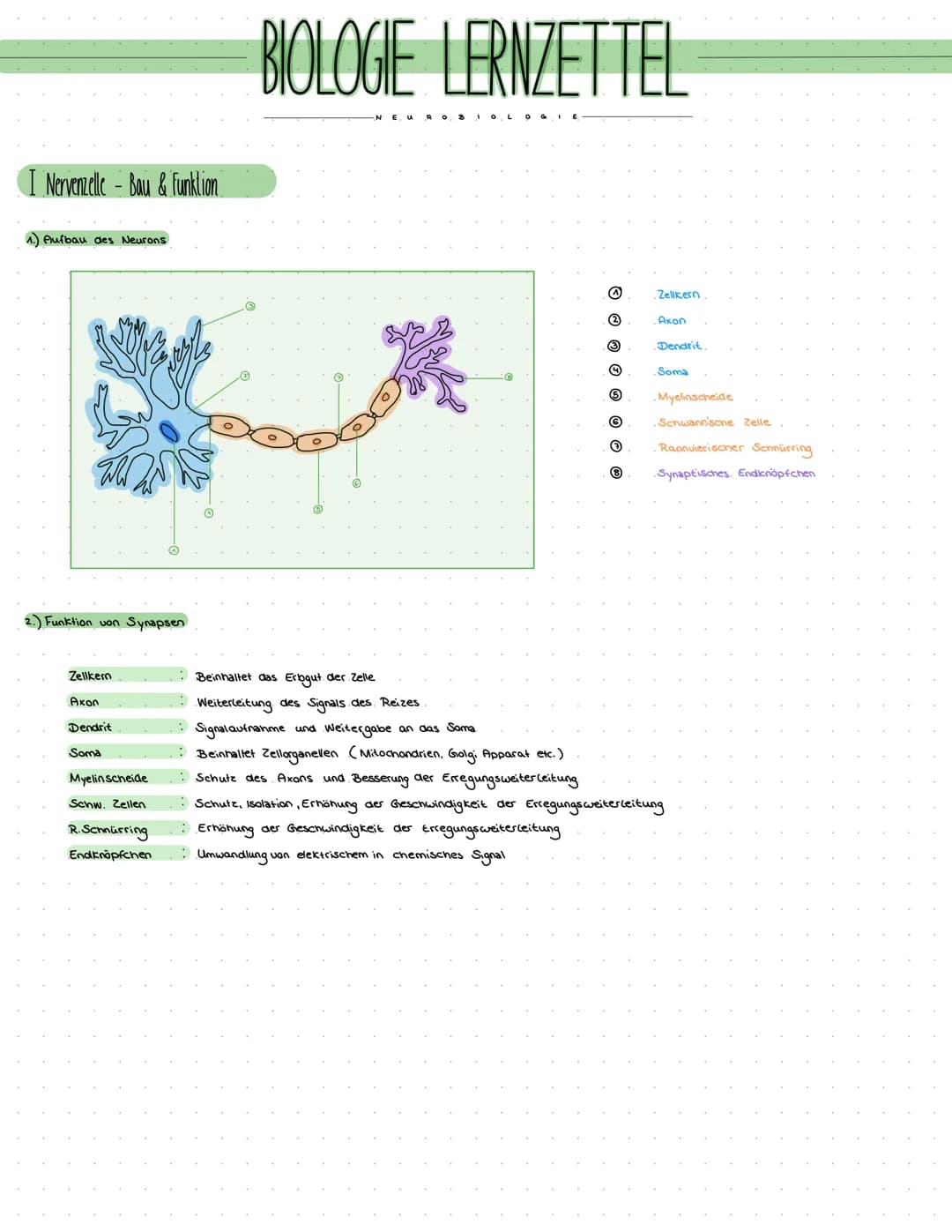 I Nervenzelle-Bau & Funktion
1.) Aufbau des Neurons
2.) Funktion von Synapsen
Zellkern
Axon
Dendrit
Soma
Myelin scheide
Schw. Zellen
R.Schnü