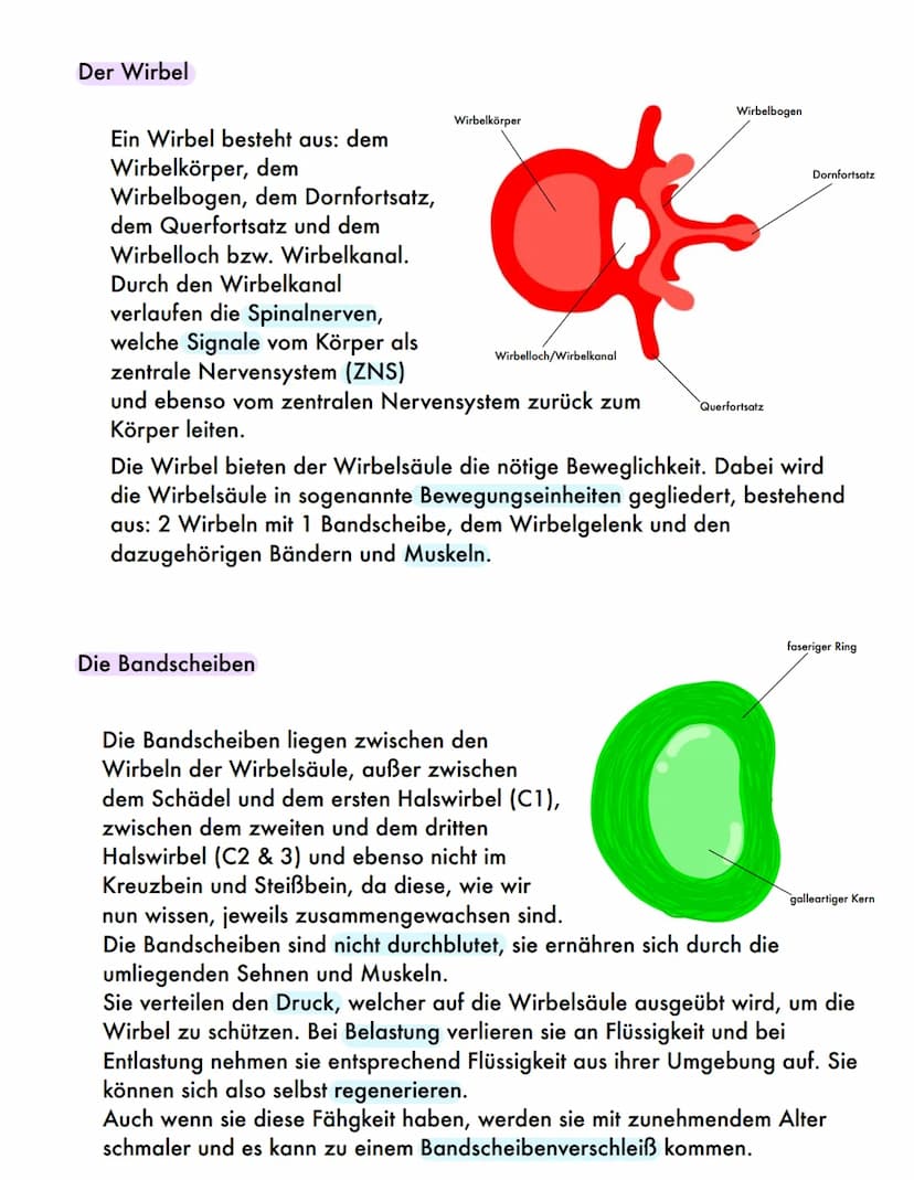 DER RÜCKEN
Eine wichtige Stütze 1. Aufbau und Funktionen des Rückens
Inhaltsverzeichnis
3.Prävention
1) die Wirbelsäule
• Wirbel
●
• Bandsch
