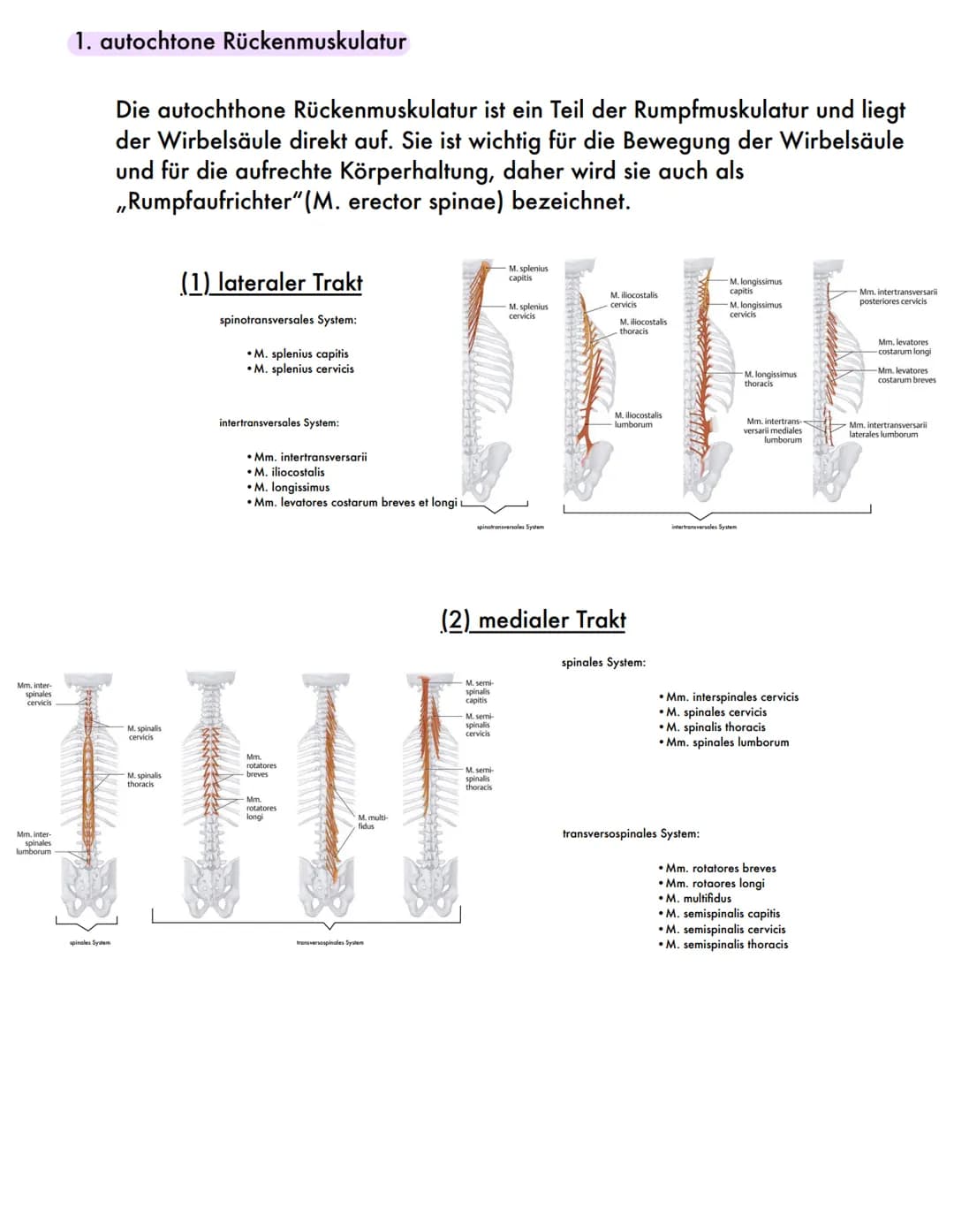 DER RÜCKEN
Eine wichtige Stütze 1. Aufbau und Funktionen des Rückens
Inhaltsverzeichnis
3.Prävention
1) die Wirbelsäule
• Wirbel
●
• Bandsch