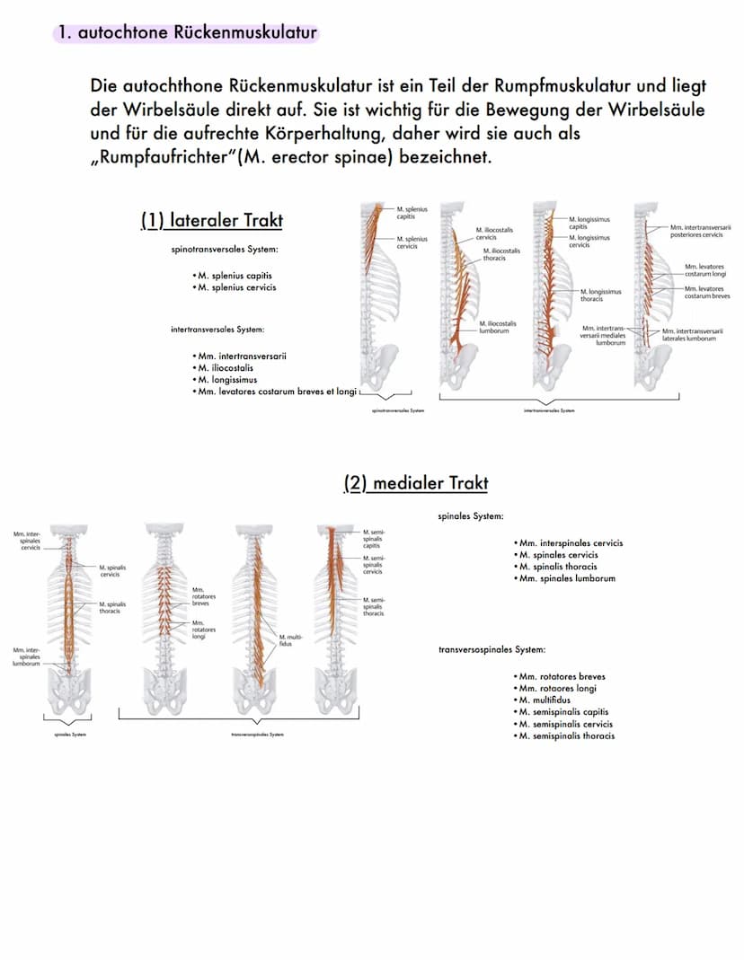 DER RÜCKEN
Eine wichtige Stütze 1. Aufbau und Funktionen des Rückens
Inhaltsverzeichnis
3.Prävention
1) die Wirbelsäule
• Wirbel
●
• Bandsch