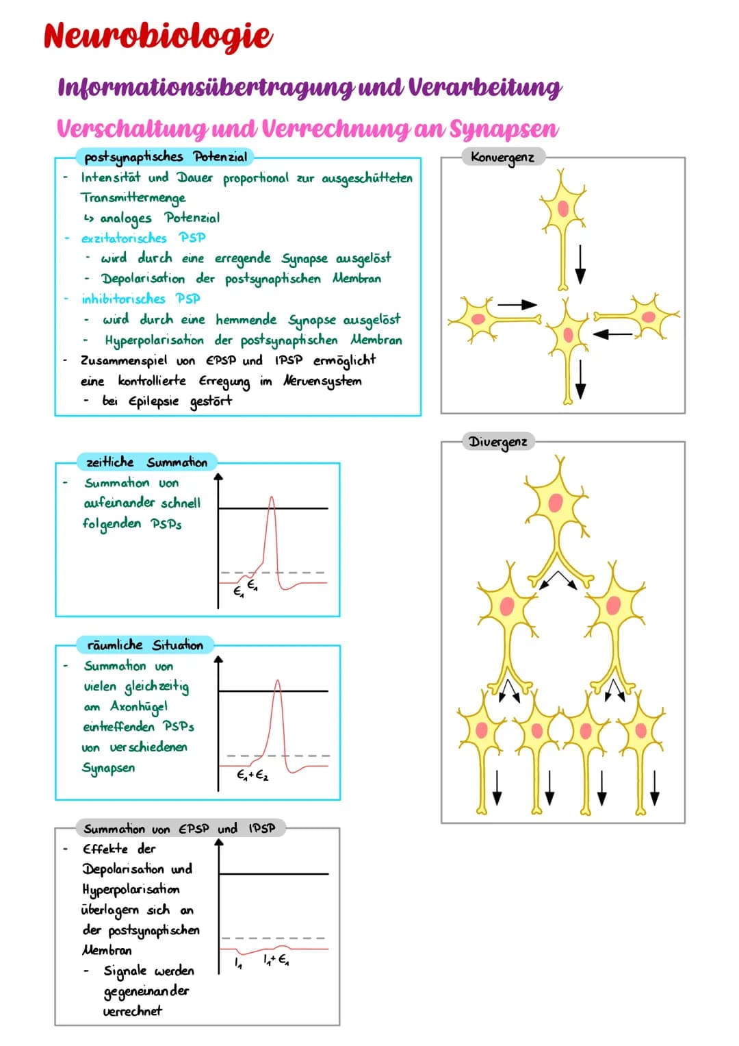 Neurobiologie
Informationsübertragung und Verarbeitung
Verschaltung und Verrechnung an Synapsen
postsynaptisches Potenzial
Konvergenz
Intens