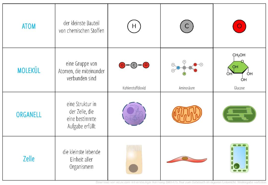 Organisationsebenen in Biologie