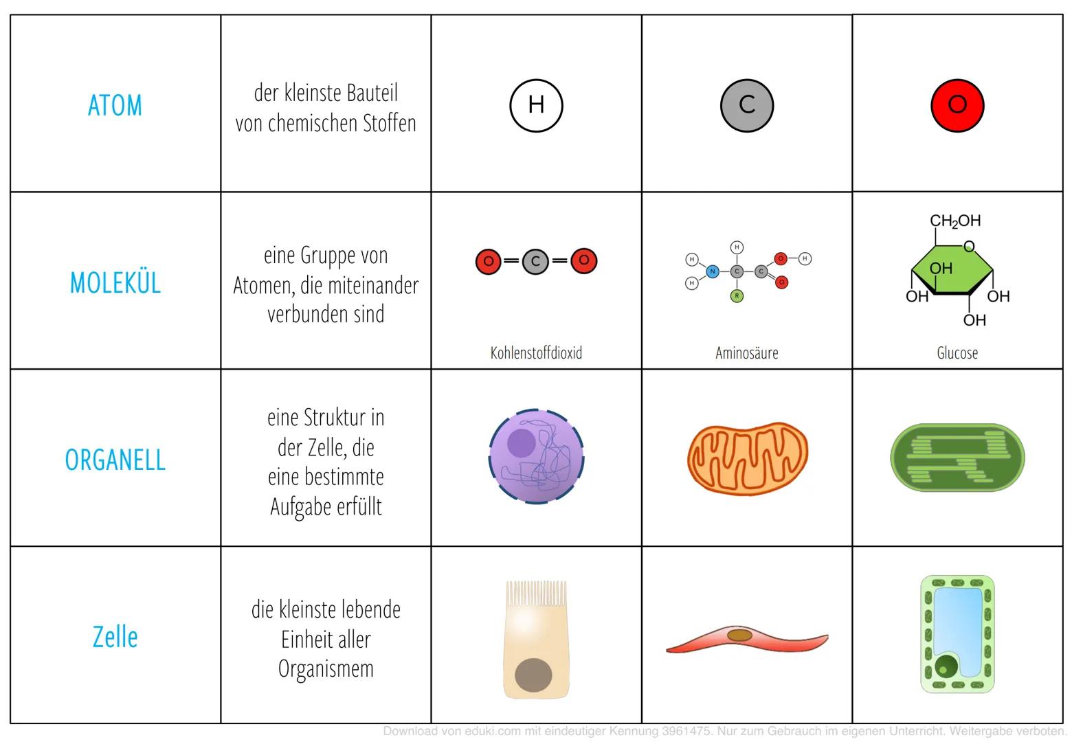 ATOM
MOLEKÜL
ORGANELL
Zelle
der kleinste Bauteil
von chemischen Stoffen
eine Gruppe von
Atomen, die miteinander
verbunden sind
eine Struktur