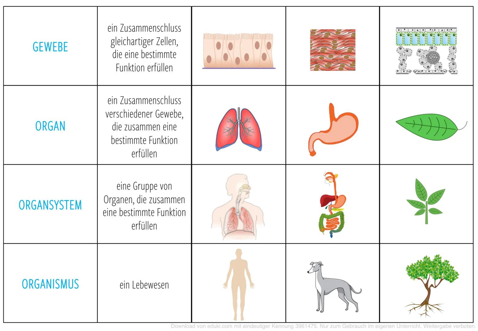 ATOM
MOLEKÜL
ORGANELL
Zelle
der kleinste Bauteil
von chemischen Stoffen
eine Gruppe von
Atomen, die miteinander
verbunden sind
eine Struktur