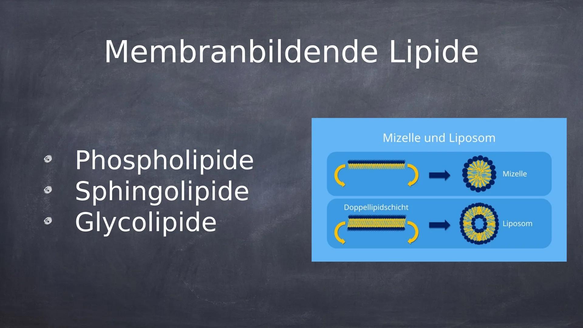 lipide Was sind Lipide?
Lipide sind in der Natur
vorkommende chemische
Verbindungen.
Lipide sind hydrophob und nicht in
Wasser löslich.
• Li