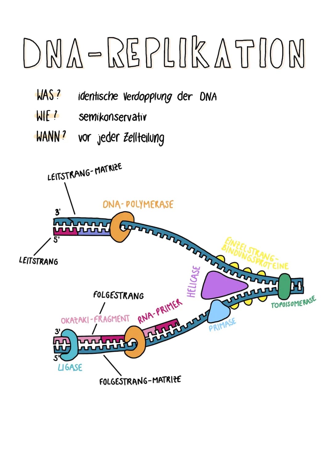 DNA-REPLIKATION
WAS? identische Verdopplung der DNA
WIE? semikonservativ
WANN? vor jeder Zellteilung
LEITSTRANG-MATRIZE
3'
LEITSTRANG
3'
ONA