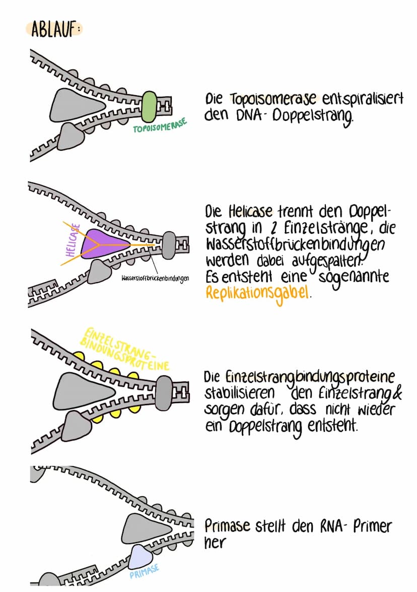 DNA-REPLIKATION
WAS? identische Verdopplung der DNA
WIE? semikonservativ
WANN? vor jeder Zellteilung
LEITSTRANG-MATRIZE
3'
LEITSTRANG
3'
ONA