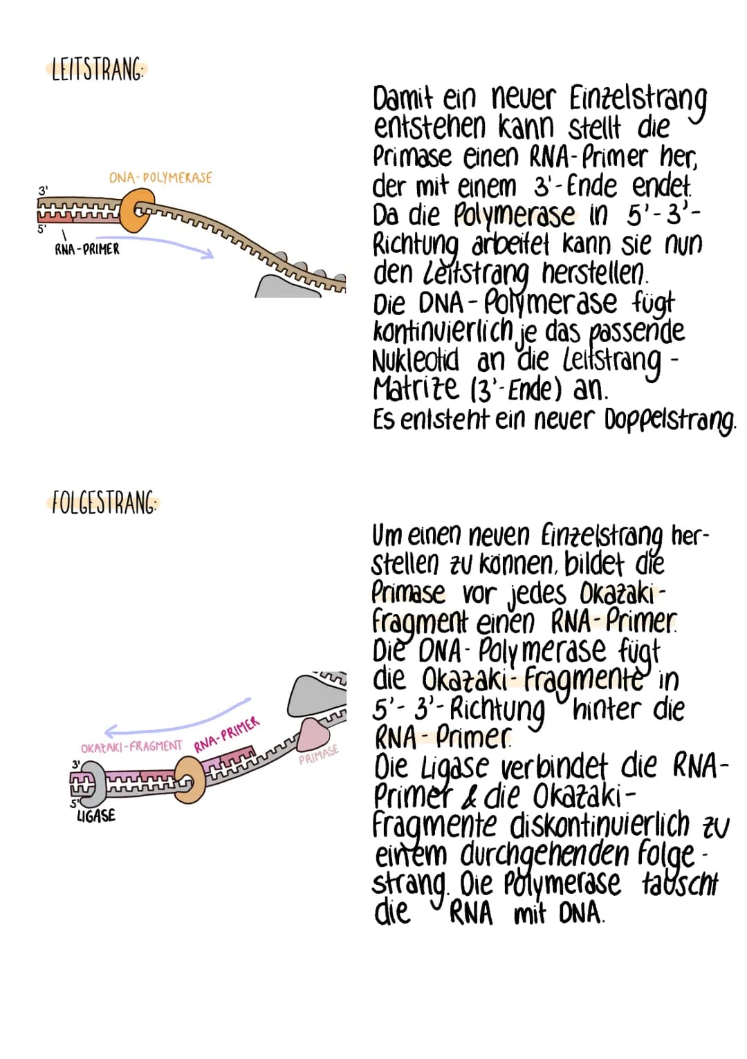 DNA-REPLIKATION
WAS? identische Verdopplung der DNA
WIE? semikonservativ
WANN? vor jeder Zellteilung
LEITSTRANG-MATRIZE
3'
LEITSTRANG
3'
ONA