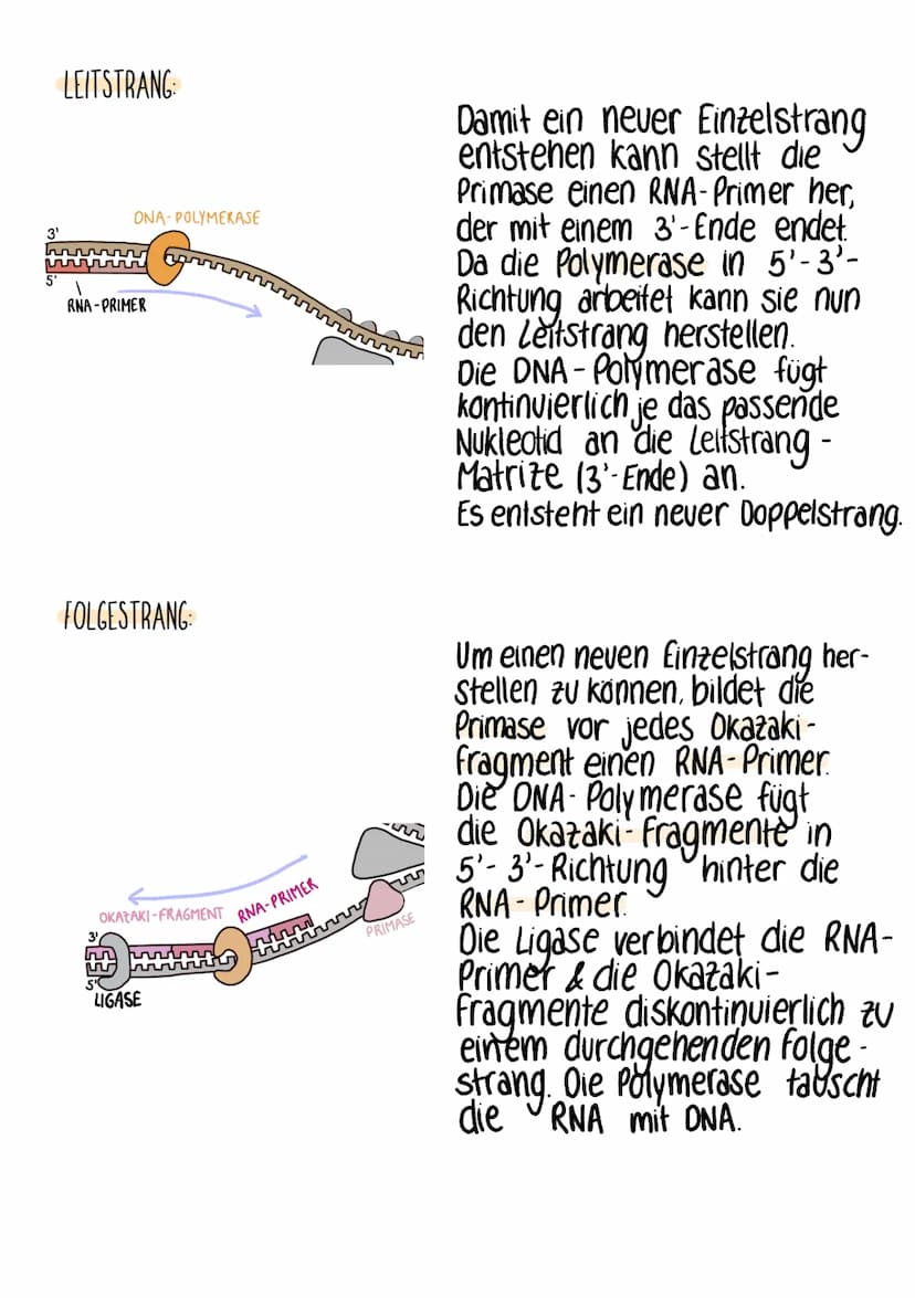 DNA-REPLIKATION
WAS? identische Verdopplung der DNA
WIE? semikonservativ
WANN? vor jeder Zellteilung
LEITSTRANG-MATRIZE
3'
LEITSTRANG
3'
ONA