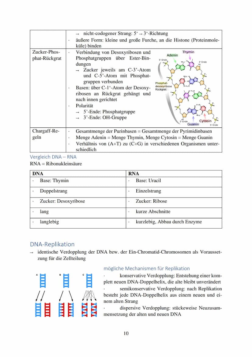 Inhalt
Chromosomen
Aufbau
Zellzyklus.
Interphase
Mitose...
Cytokinese.
Meiose ........
1. Reifeteilung.
2. Reifeteilung.
Ergebnis...
intrach