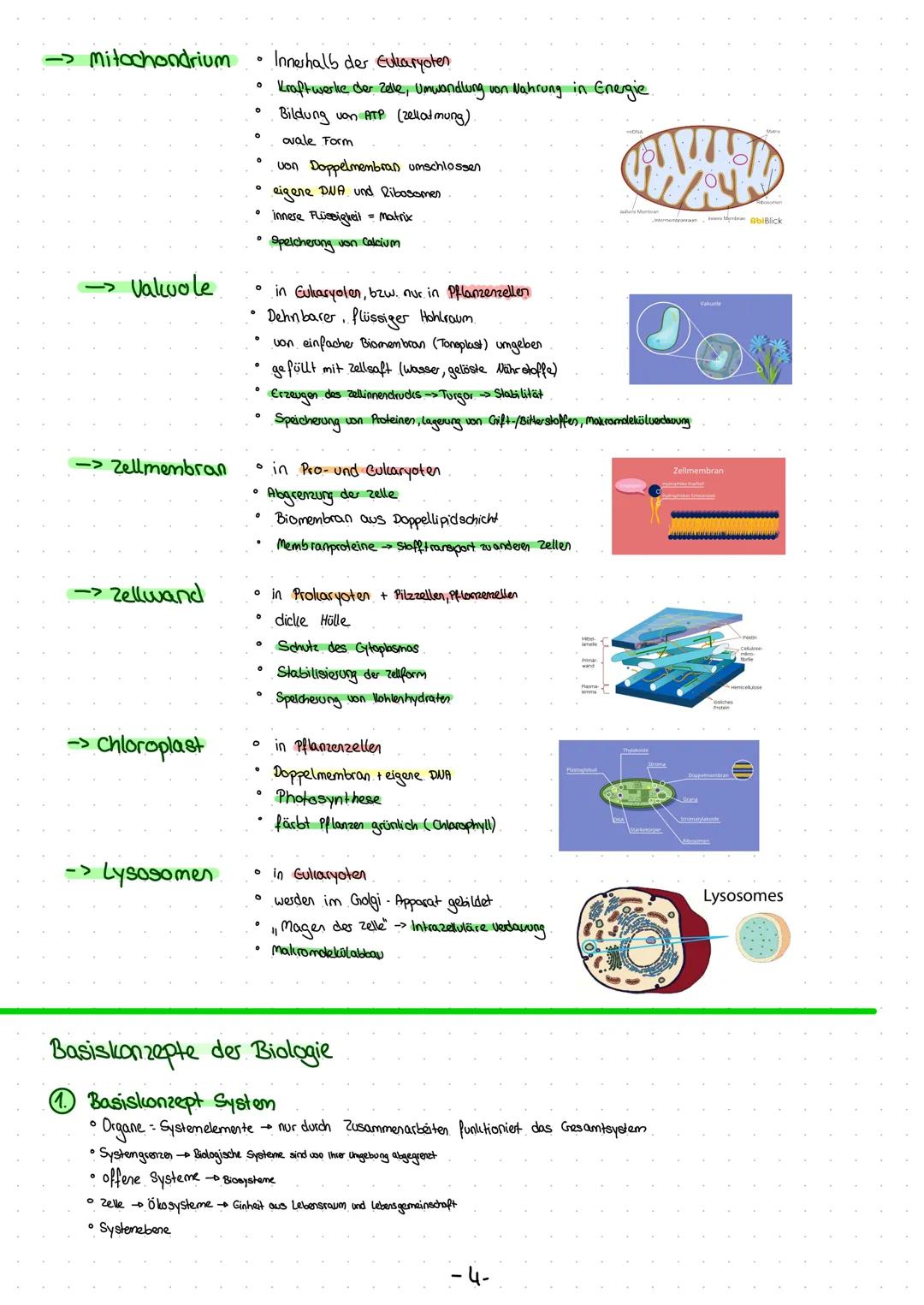 Die Zelltheorie
• Alle Lebewesen bestehen aus Zellen
Alle Zellen sind in ihrem Grund bauplan und Stoffwechsel im Wesentlichen gleich.
Alle Z