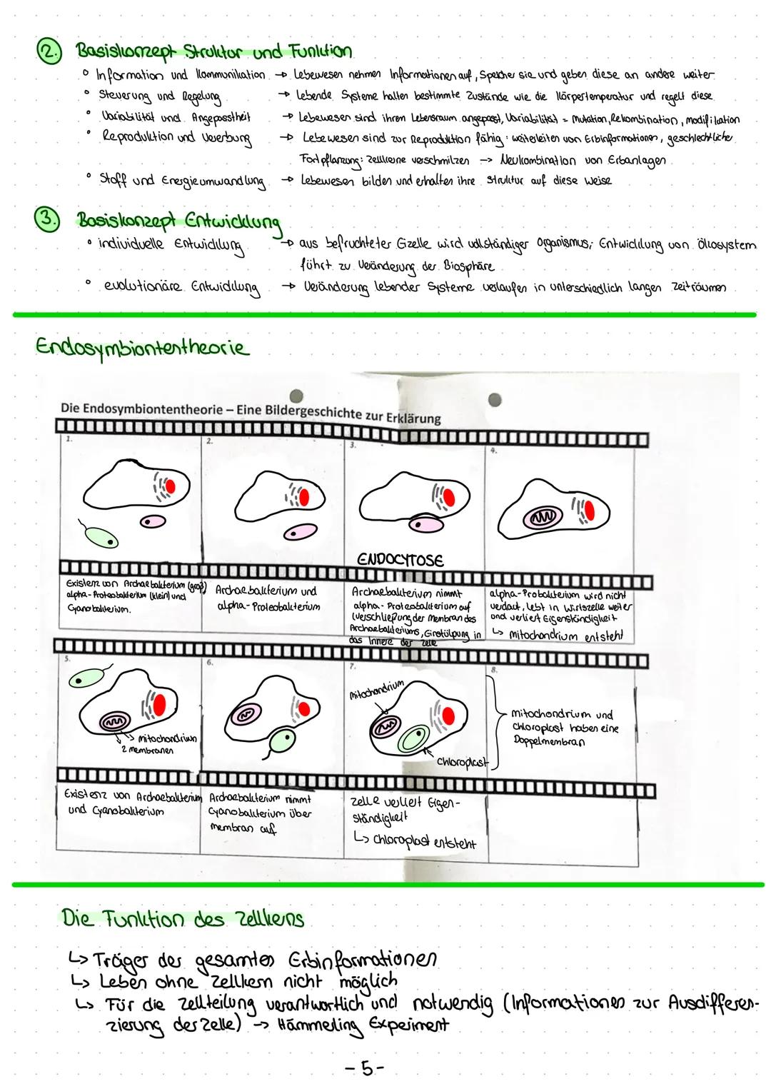 Die Zelltheorie
• Alle Lebewesen bestehen aus Zellen
Alle Zellen sind in ihrem Grund bauplan und Stoffwechsel im Wesentlichen gleich.
Alle Z