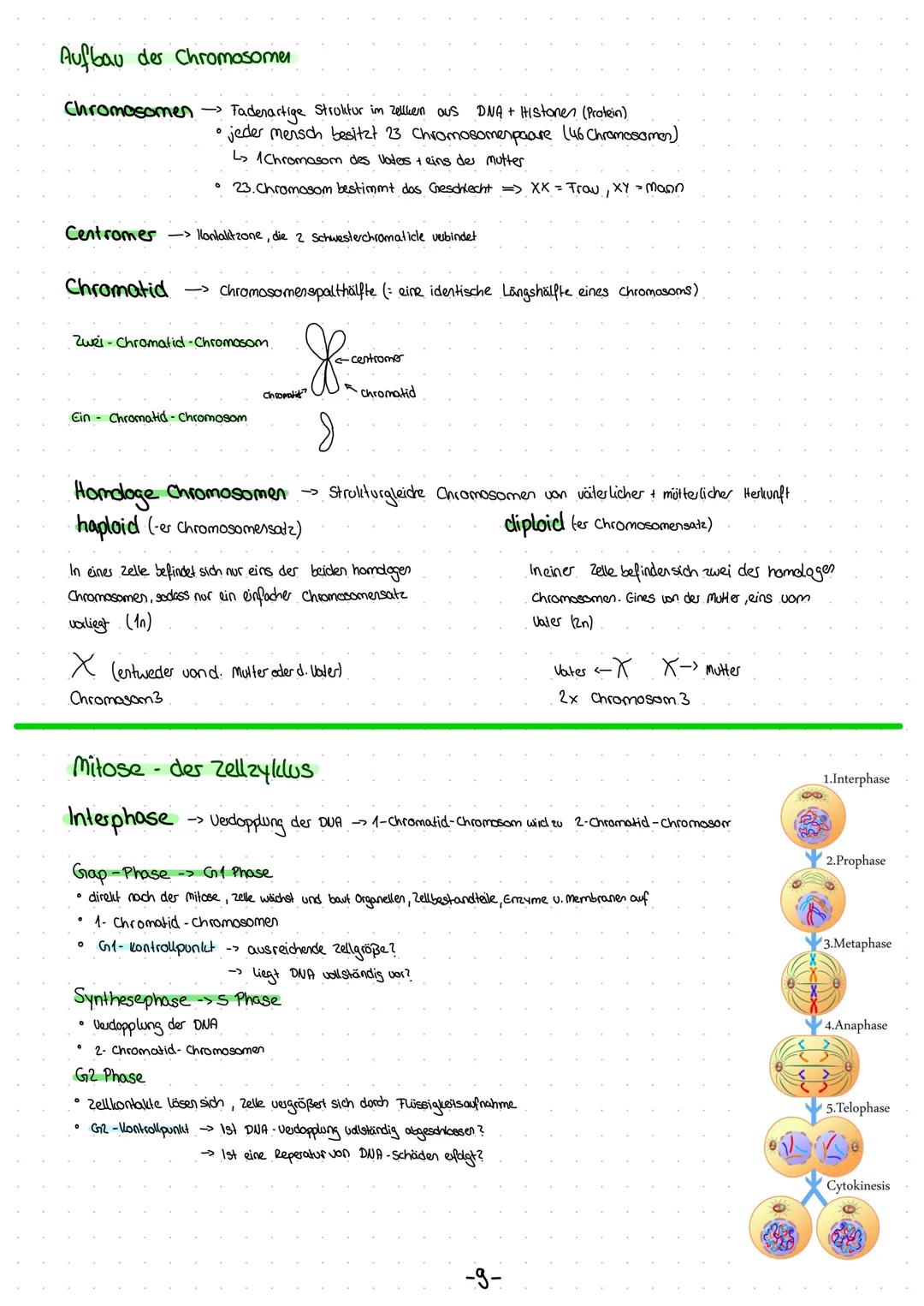 Die Zelltheorie
• Alle Lebewesen bestehen aus Zellen
Alle Zellen sind in ihrem Grund bauplan und Stoffwechsel im Wesentlichen gleich.
Alle Z