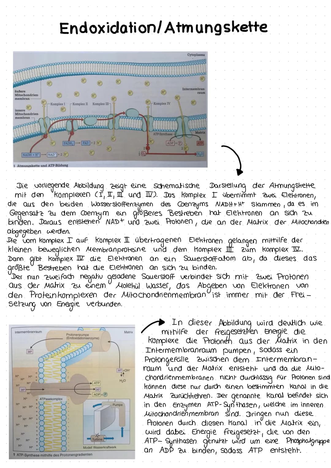 äußere
Mitochondrien-
membran
H
innere
Mitochondrien-
membran
Intermembranraum
H+
H+
1 Atmungskette und ATP-Bildung
H+
H+
H+
H+
H+
H+
NADH+H