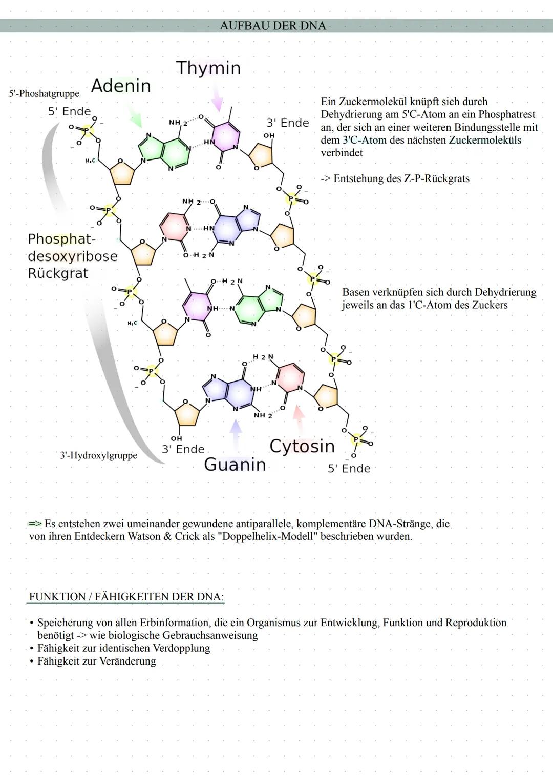 # AUFBAU DER DNA

*   DNA = Desoxyribonukleinsäure
*   Besteht aus miteinander verbundenen Bausteinen, den Nukleotiden
*   Jedes Nukleotid b