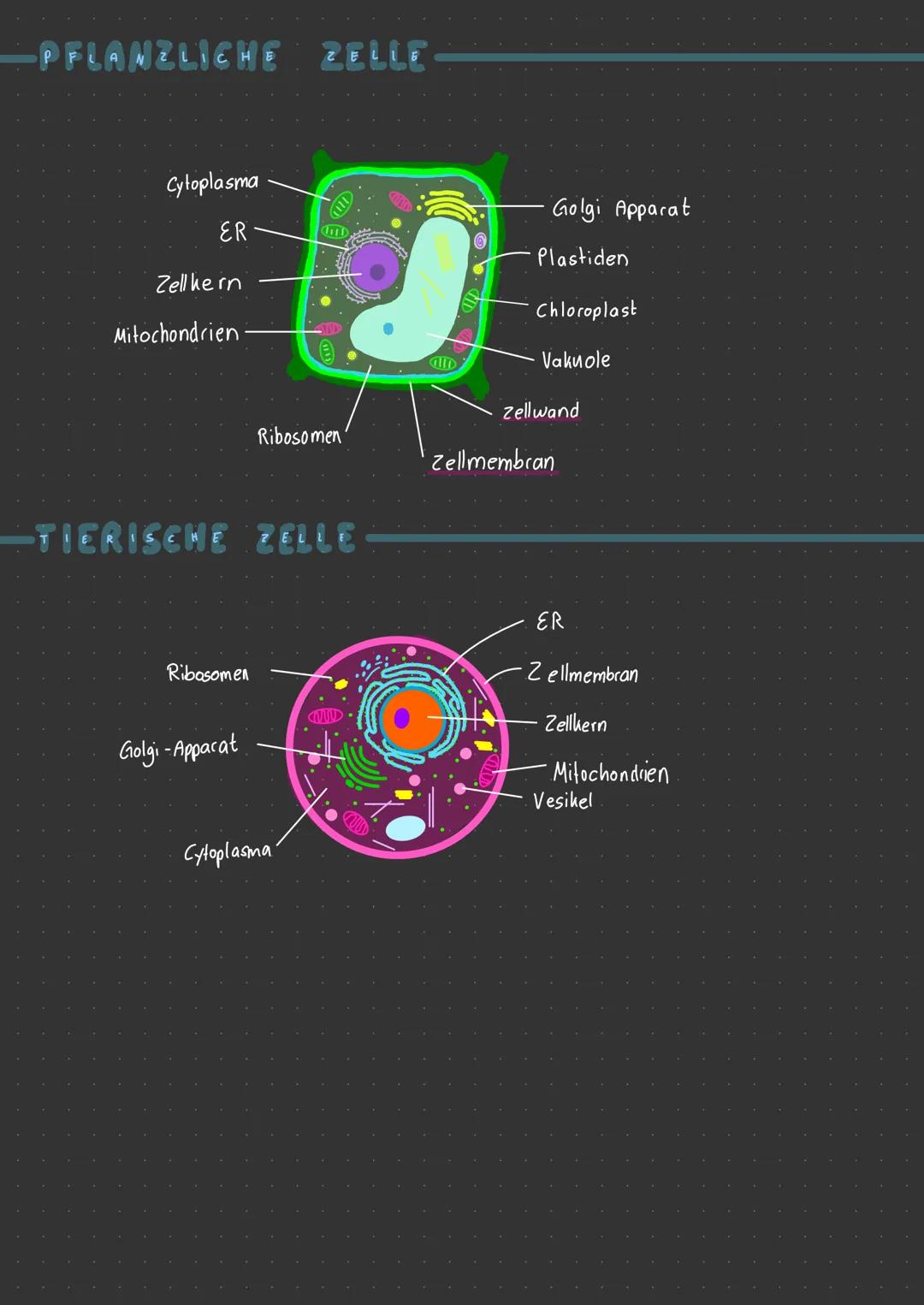 —PFLANZLICHE ZELLE
Cytoplasma
ER
Zell hern
Mitochondrien
Ribosomen
Golgi-Apparat
I
-TIERISCHE ZELLE
CILL
Ribosomen'
Cytoplasma
D
Golgi Appar