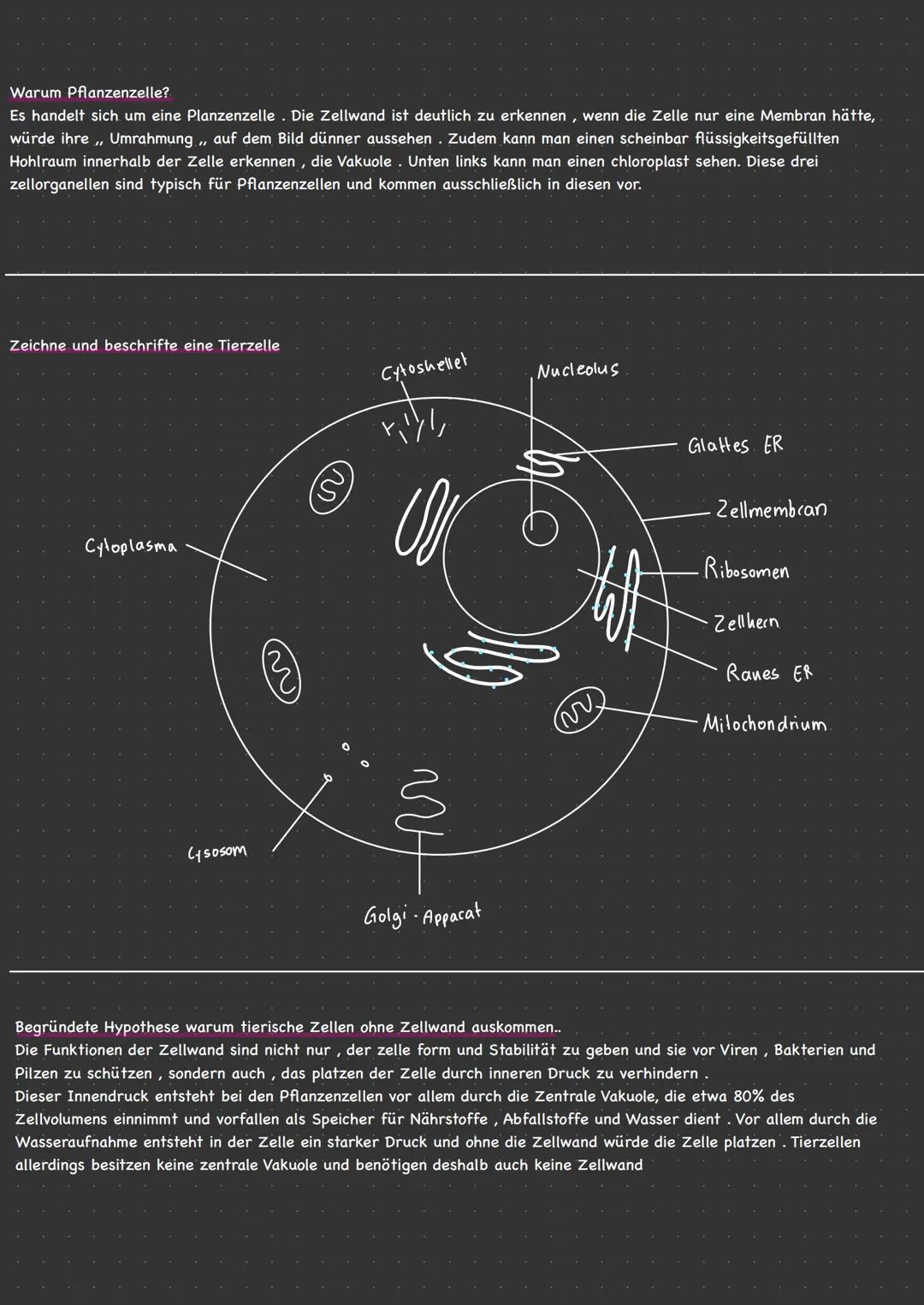 —PFLANZLICHE ZELLE
Cytoplasma
ER
Zell hern
Mitochondrien
Ribosomen
Golgi-Apparat
I
-TIERISCHE ZELLE
CILL
Ribosomen'
Cytoplasma
D
Golgi Appar