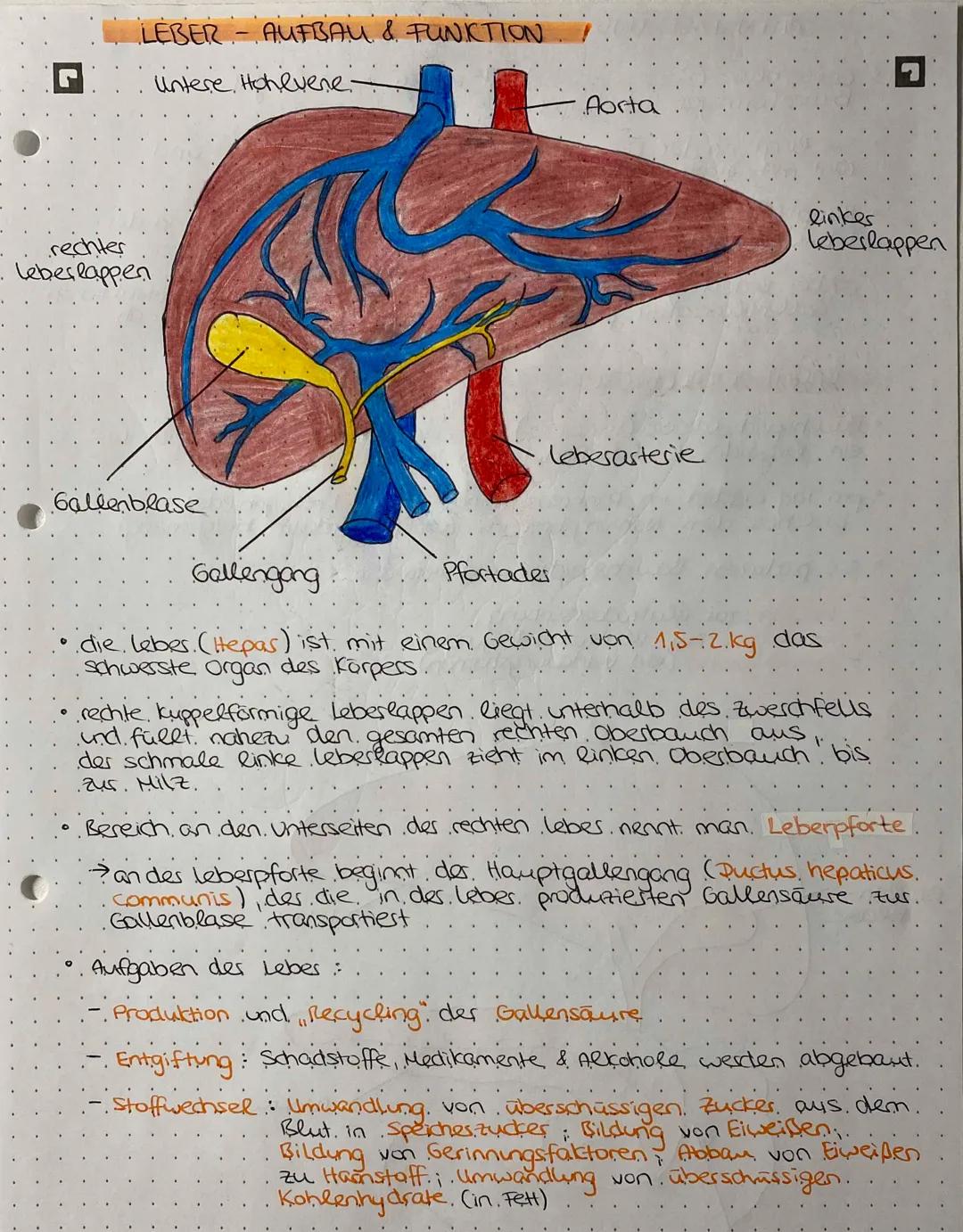 WEG DER NAHRUNG
Mundhöhle →→→ Speiseröhre Magen /pförtner 7
↳ Zwölffingerdarm Leerdasm→→→→ Krummdarm
-> Blinddasm aufsteigender Dickdasm
> -
