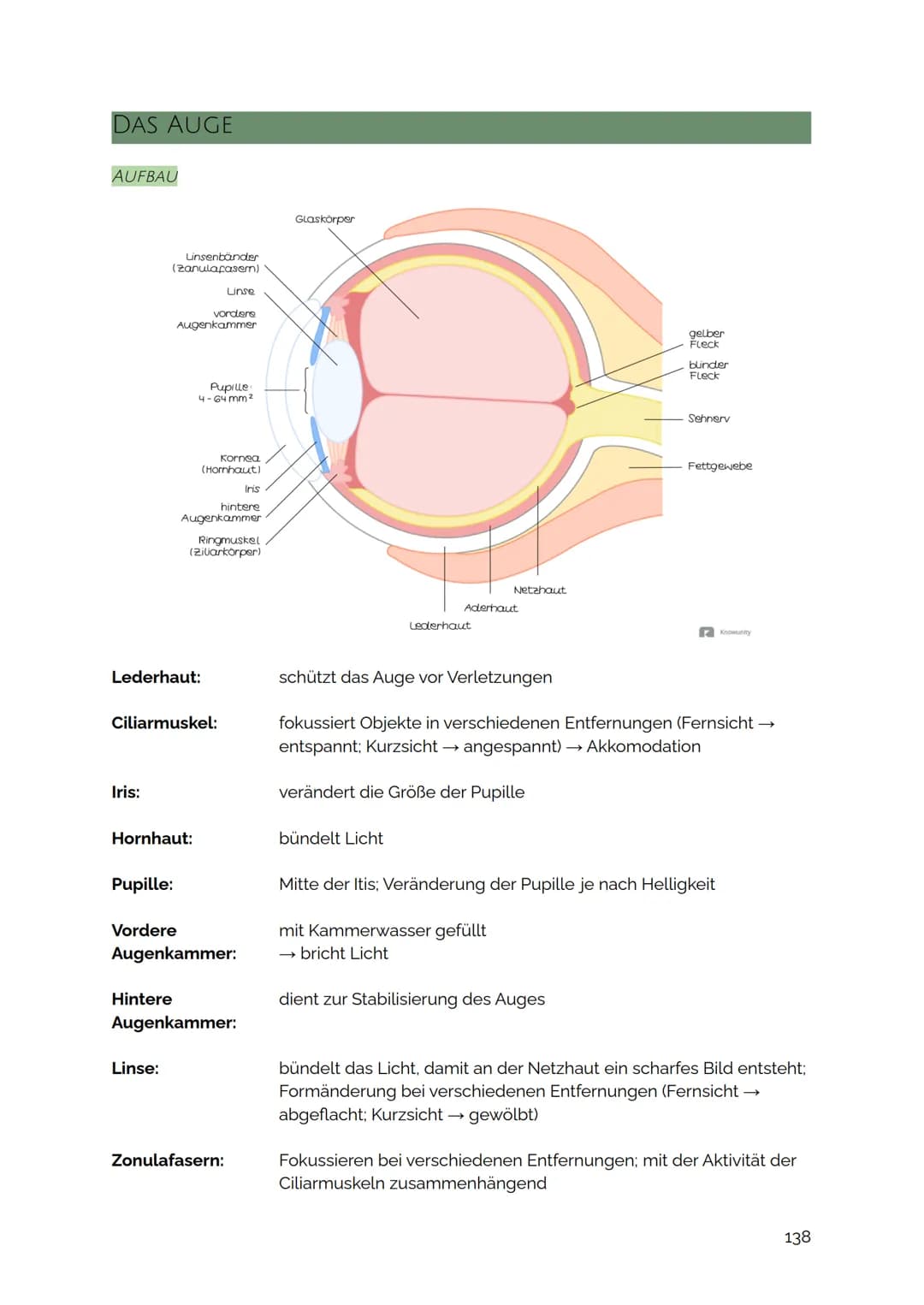 DAS AUGE
AUFBAU
Linsenbänder
(zanulacasern)
Iris:
Lederhaut:
Pupille:
vordere
Augenkammer
Ciliarmuskel:
Hornhaut:
Hintere
Pupille
4-64mm²
Li