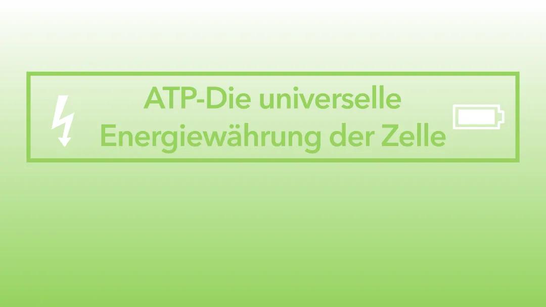 ATP-Synthese im Mitochondrium: Einfach erklärt!