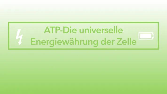 Know ATP - die universelle Energiewährung der Zelle thumbnail