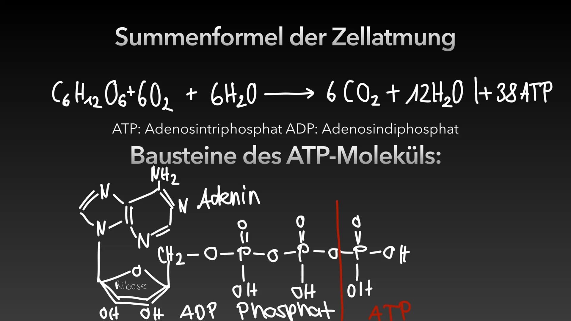 4
ATP-Die universelle
Energiewährung der Zelle Die Energie des Universums ist konstant, sie kann weder erzeugt noch vernichtet
werden - nur 