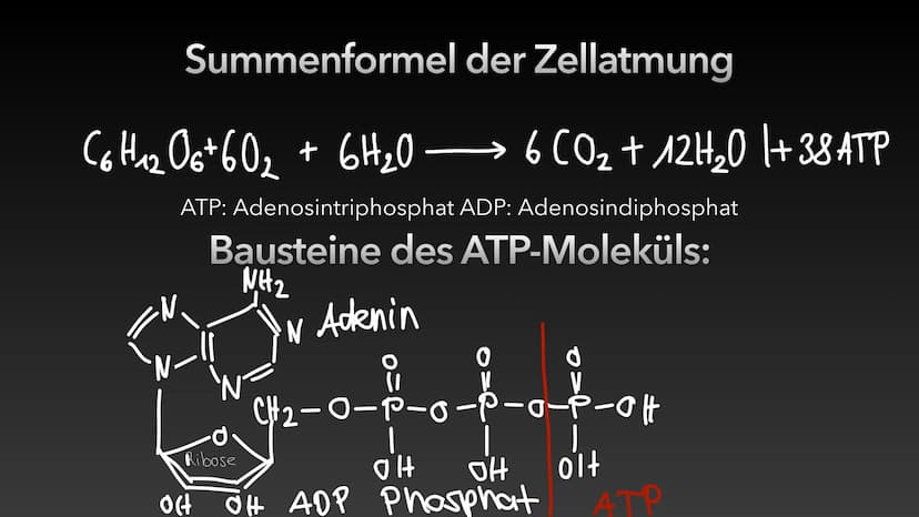 4
ATP-Die universelle
Energiewährung der Zelle Die Energie des Universums ist konstant, sie kann weder erzeugt noch vernichtet
werden - nur 