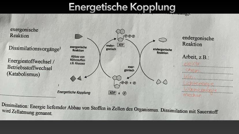 4
ATP-Die universelle
Energiewährung der Zelle Die Energie des Universums ist konstant, sie kann weder erzeugt noch vernichtet
werden - nur 