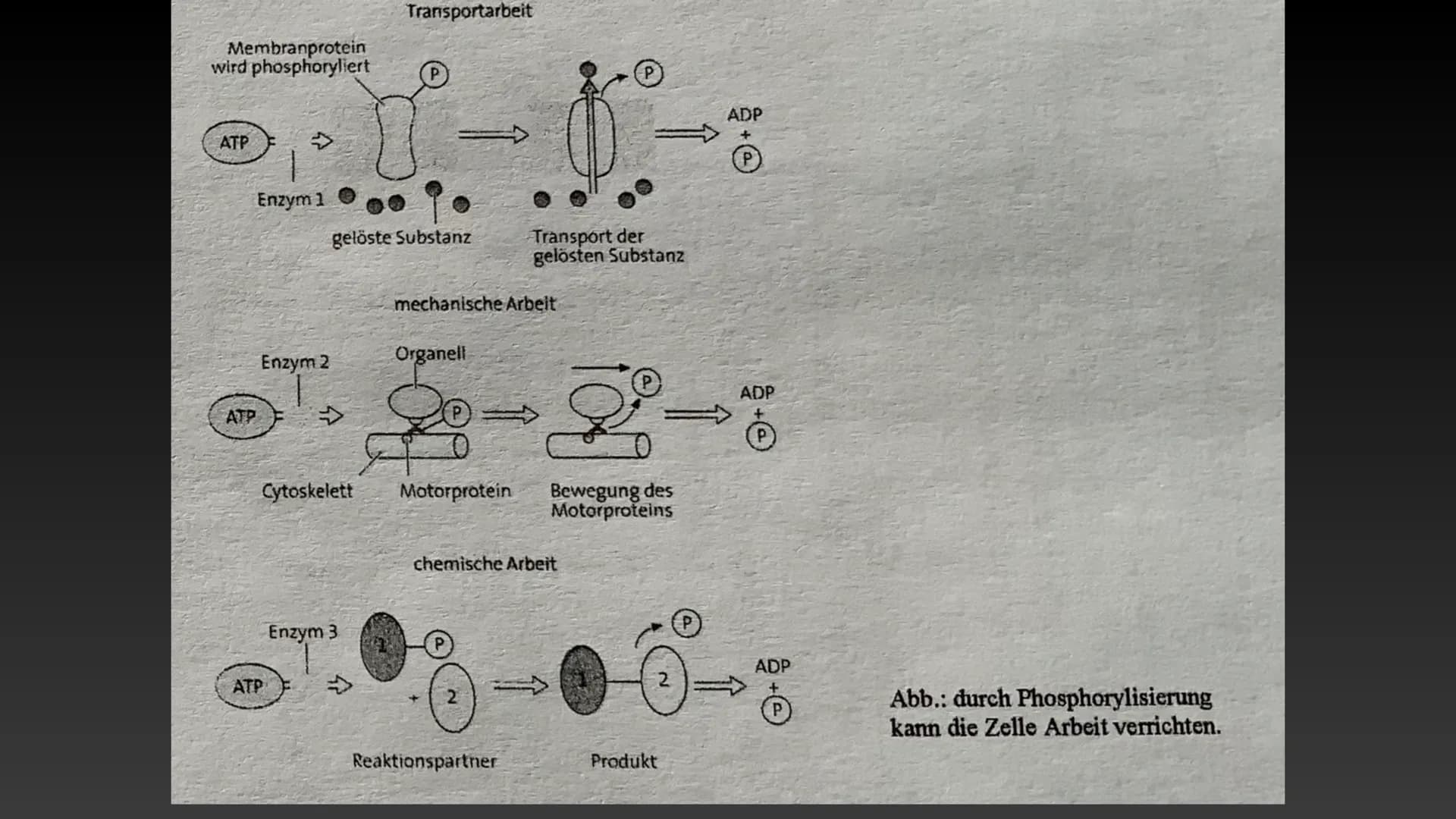 4
ATP-Die universelle
Energiewährung der Zelle Die Energie des Universums ist konstant, sie kann weder erzeugt noch vernichtet
werden - nur 