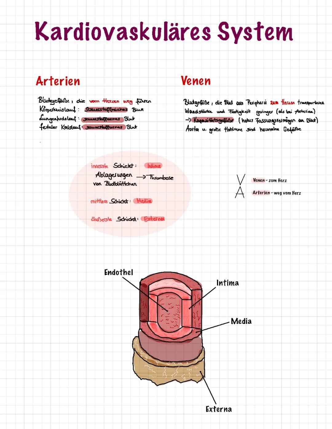 Unterschied Arterien und Venen: Tabelle, Aufbau und mehr