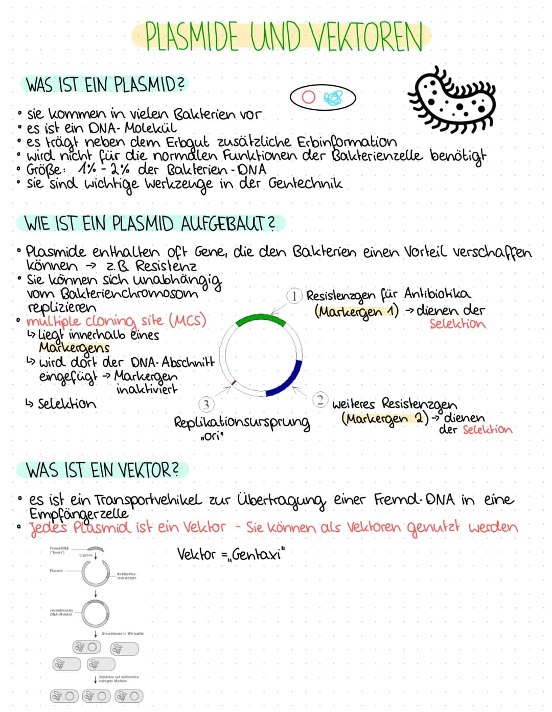 0
0
O
O
0
0
1.BIOLOGIEKLAUSUR - 2. HALBJAHR
Ergebnis: 14 P
THEMEN
GENTECHNIK
Aufbau Plasmid / Vektor
Grundoperationen der Gentechnik
↳> Isol