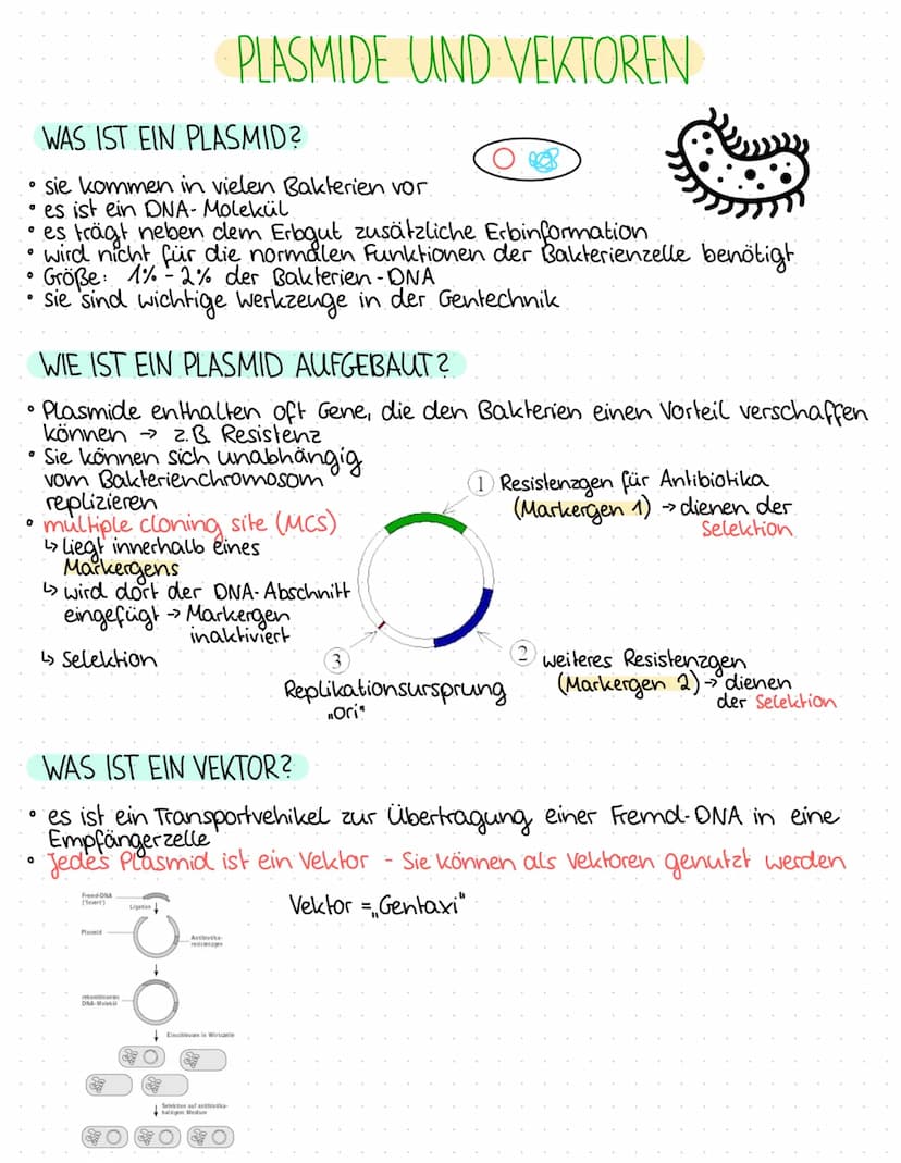 0
0
O
O
0
0
1.BIOLOGIEKLAUSUR - 2. HALBJAHR
Ergebnis: 14 P
THEMEN
GENTECHNIK
Aufbau Plasmid / Vektor
Grundoperationen der Gentechnik
↳> Isol