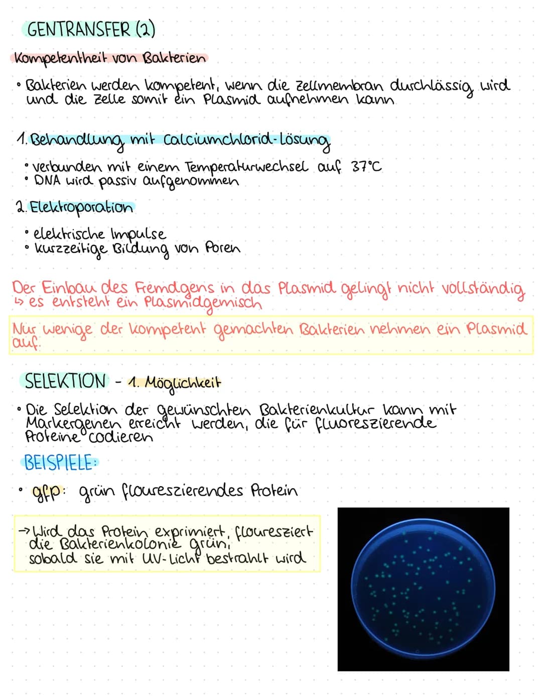 0
0
O
O
0
0
1.BIOLOGIEKLAUSUR - 2. HALBJAHR
Ergebnis: 14 P
THEMEN
GENTECHNIK
Aufbau Plasmid / Vektor
Grundoperationen der Gentechnik
↳> Isol