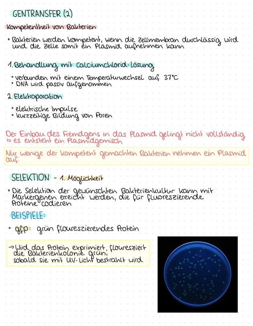 0
0
O
O
0
0
1.BIOLOGIEKLAUSUR - 2. HALBJAHR
Ergebnis: 14 P
THEMEN
GENTECHNIK
Aufbau Plasmid / Vektor
Grundoperationen der Gentechnik
↳> Isol