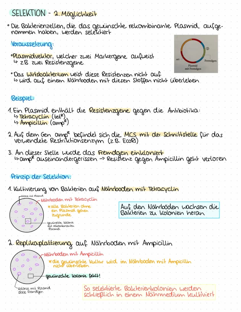 0
0
O
O
0
0
1.BIOLOGIEKLAUSUR - 2. HALBJAHR
Ergebnis: 14 P
THEMEN
GENTECHNIK
Aufbau Plasmid / Vektor
Grundoperationen der Gentechnik
↳> Isol